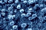 preview cold