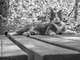 preview bw