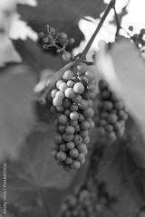 preview bw