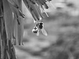 preview bw