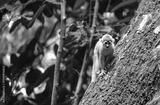 preview bw