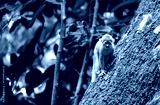 preview cold