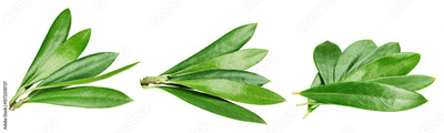 image to crop