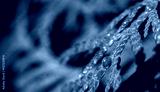 preview cold