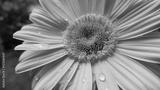 preview bw