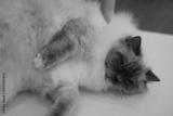 preview bw
