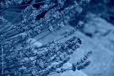 preview cold