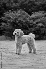 preview bw