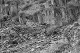 preview bw