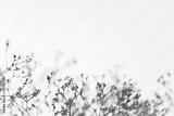 preview bw
