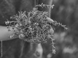 preview bw