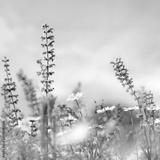 preview bw