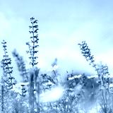 preview cold