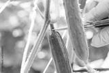 preview bw