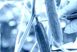 preview cold