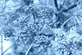 preview cold