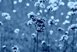 preview cold