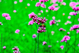 preview original