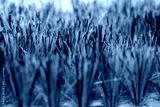 preview cold