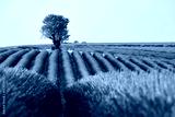 preview cold