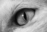 preview bw