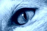 preview cold