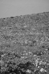 preview bw