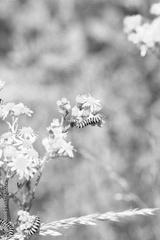 preview bw