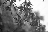 preview bw