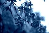 preview cold