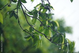 preview original