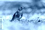 preview cold