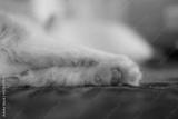 preview bw
