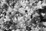 preview bw