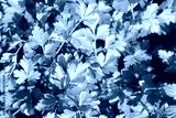 preview cold