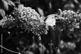 preview bw