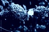 preview cold