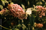 preview original