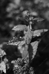 preview bw