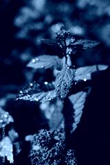 preview cold
