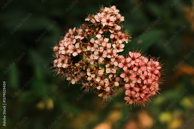 image to crop