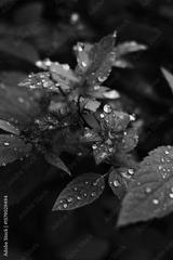 preview bw