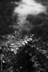 preview bw