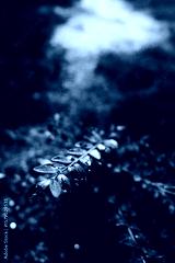 preview cold