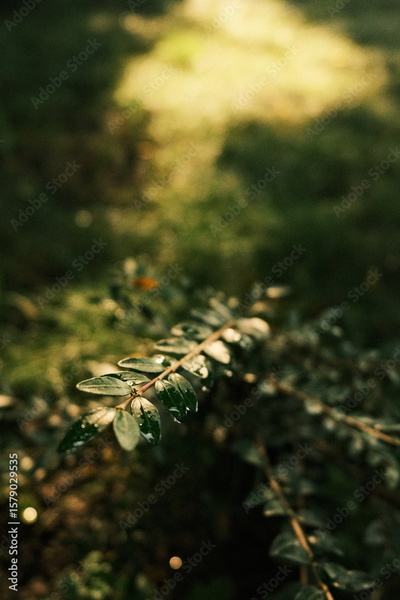 image to crop