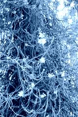 preview cold