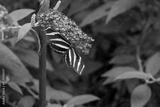 preview bw