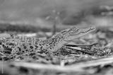 preview bw