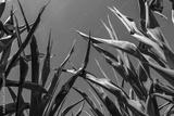 preview bw