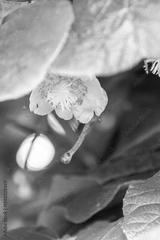 preview bw